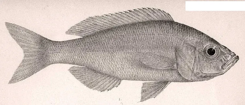 The Hemibates stenosoma card