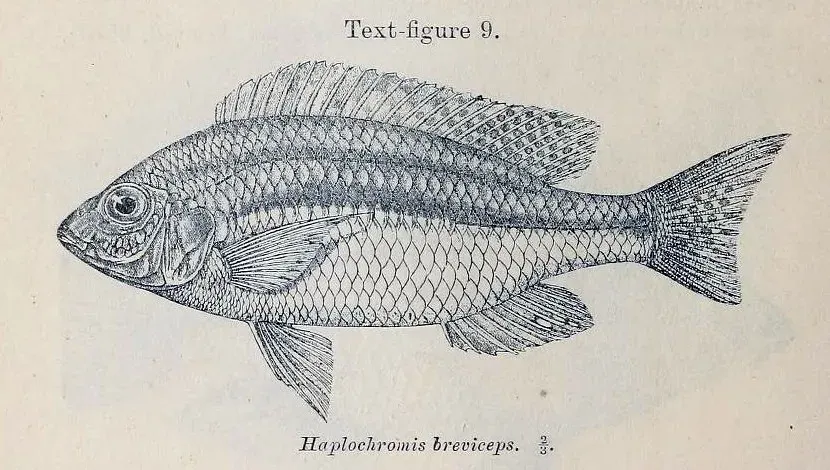 The Nyassachromis breviceps card