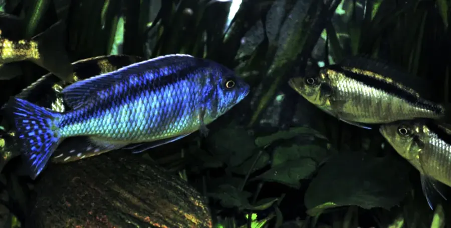 La carte Mylochromis