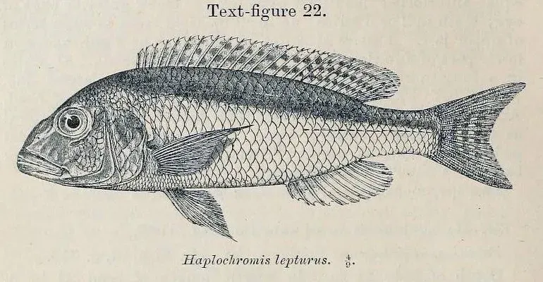 The Buccochromis card