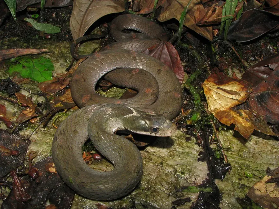 La carte Pseudoxenodon