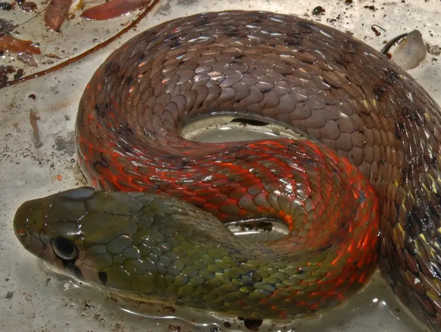 The Rhabdophis subminiatus card