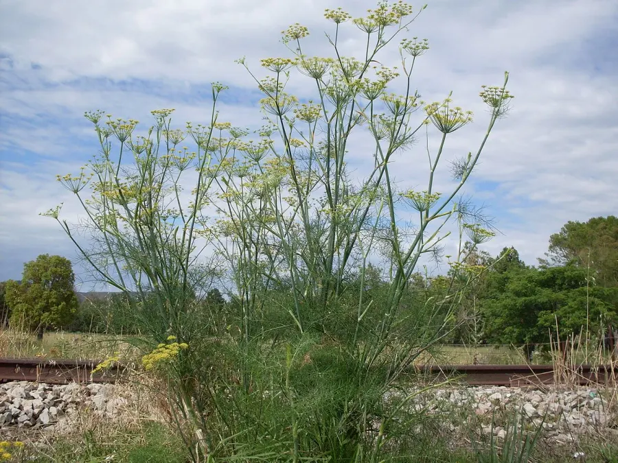 La carte Foeniculum