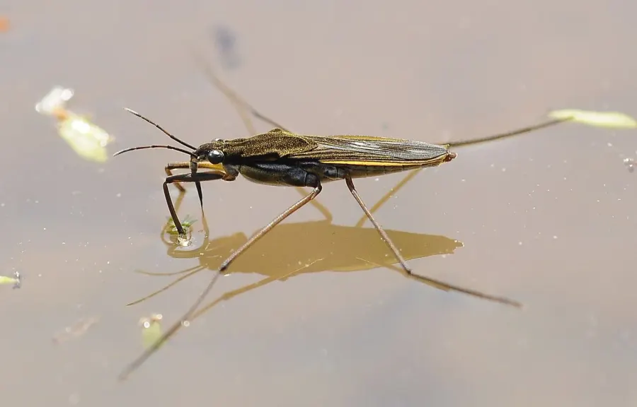 La carte Gerridae