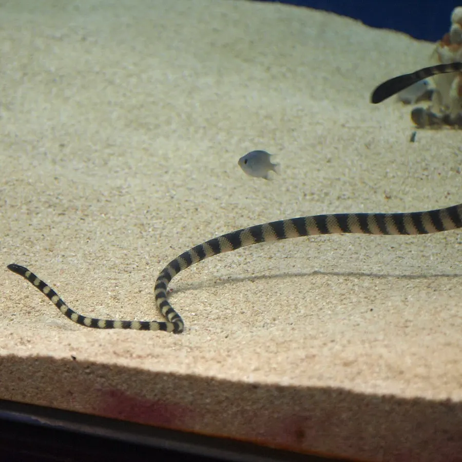La carte Hydrophis melanocephalus