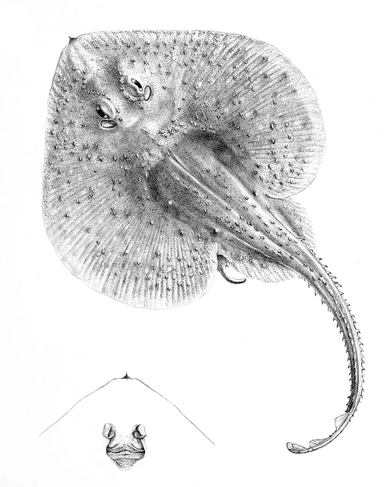 The Psammobatis card