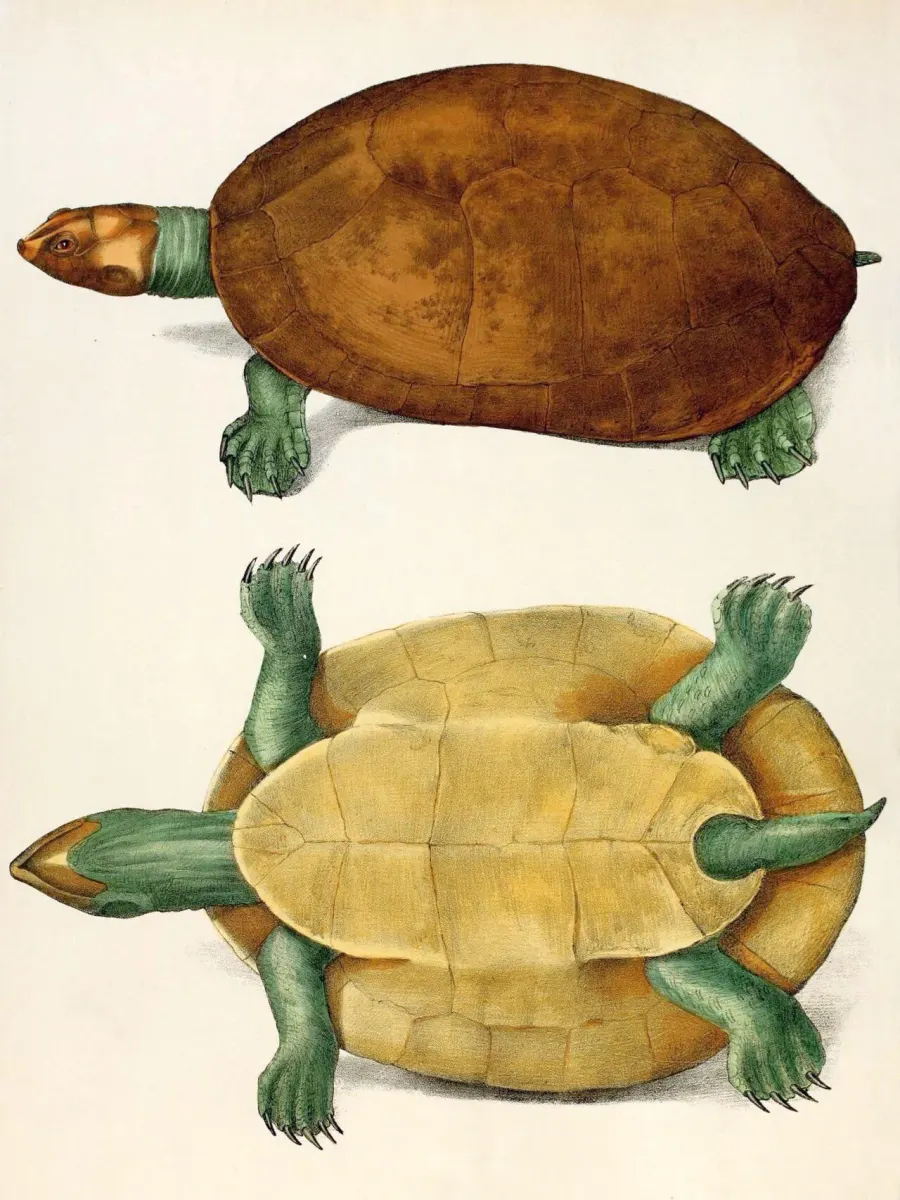 The Red-headed Amazon River turtle card