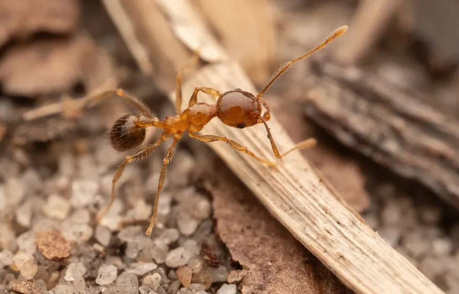 The Pheidole megacephala card