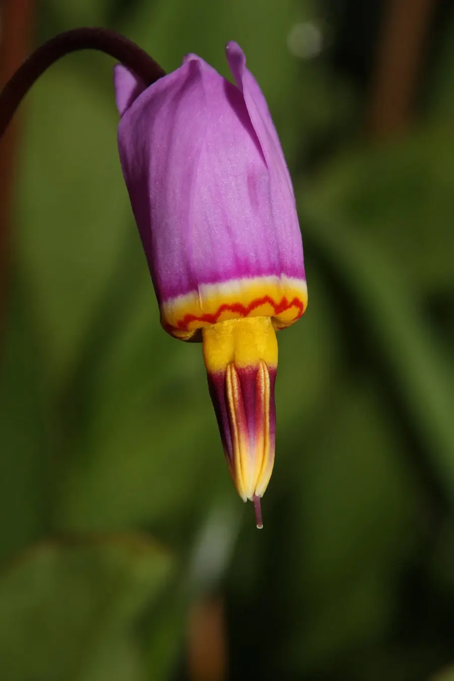 La carte Dodecatheon