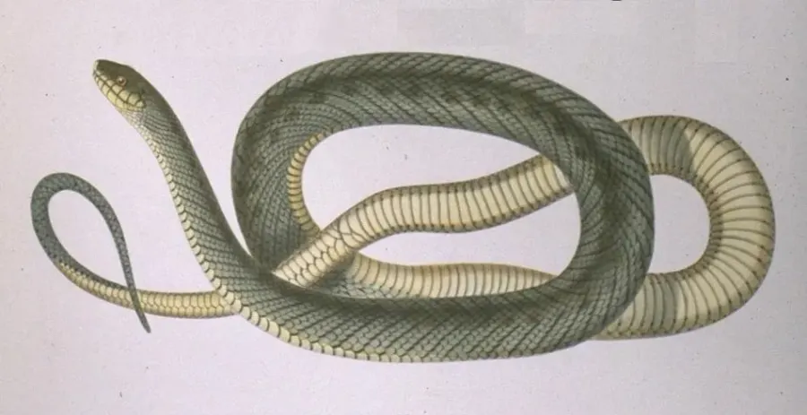 The Philodryas card