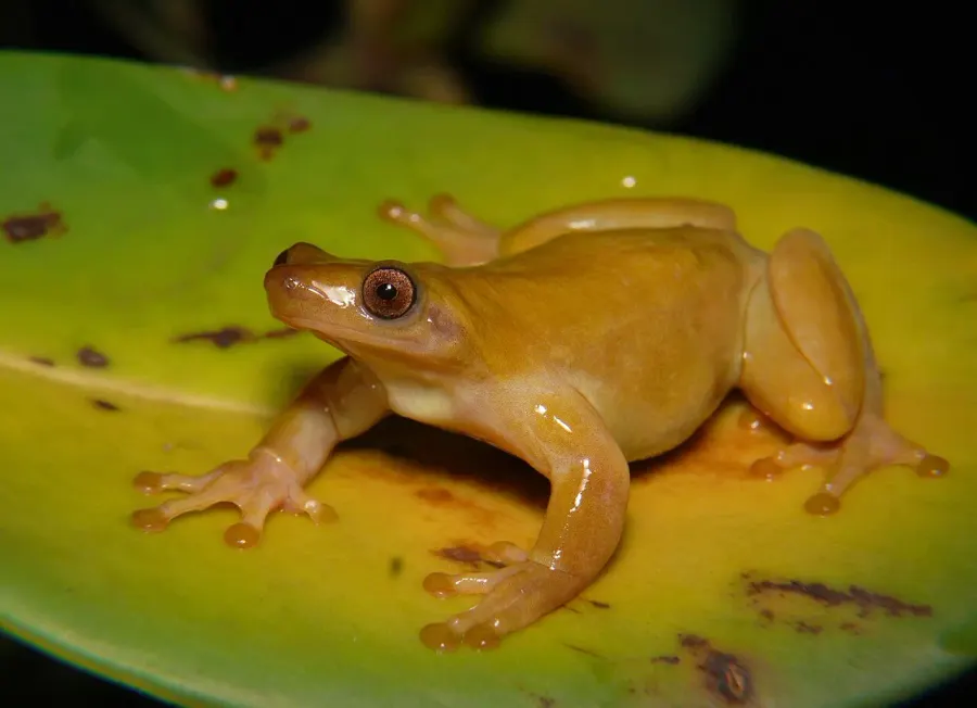 The Xenohyla truncata card