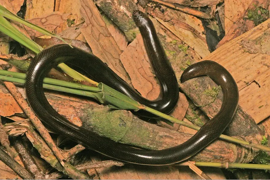 La carte Acutotyphlops