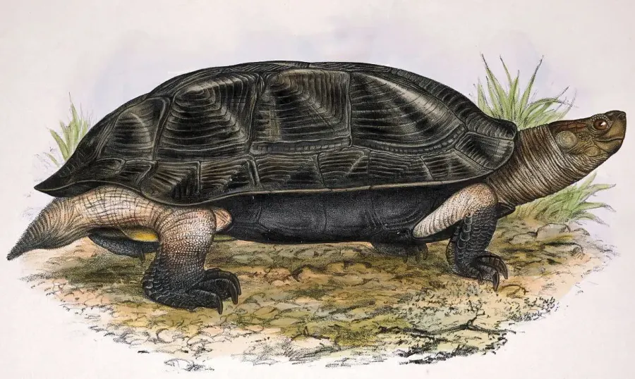 The Indian black turtle card