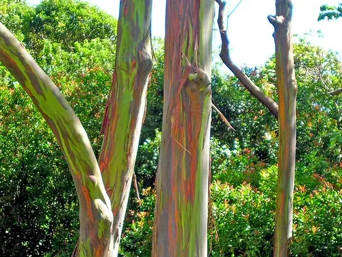 La carte Eucalyptus deglupta