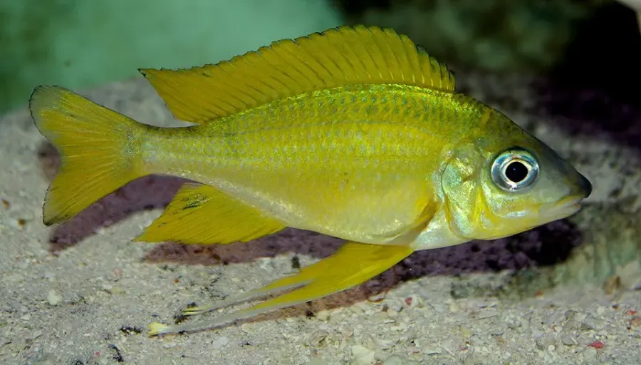 La carte Ophthalmotilapia