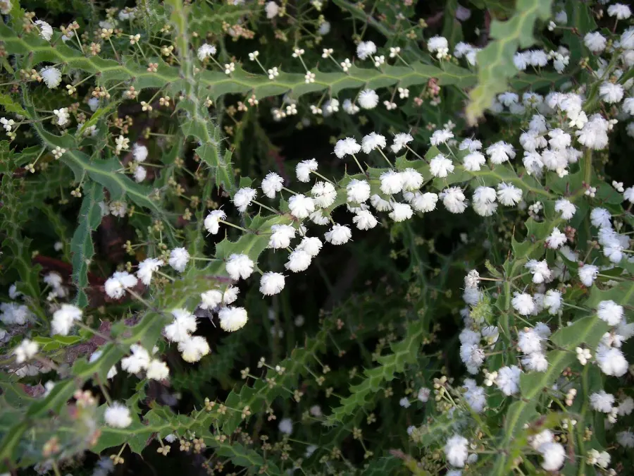 La carte Acacia alata