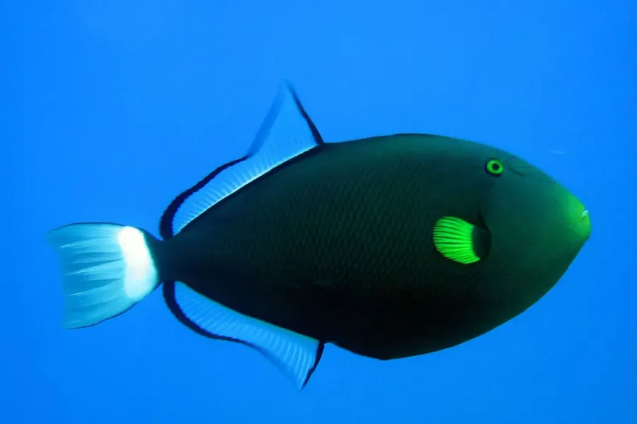 La carte Melichthys