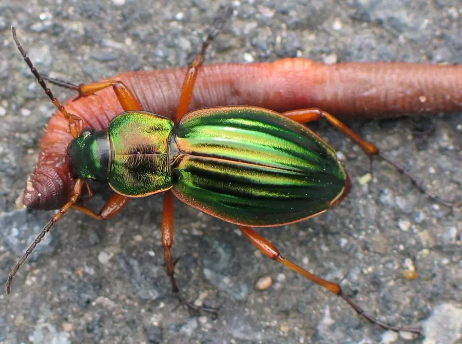 La carte Carabidae