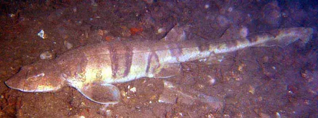 The Tiger catshark card