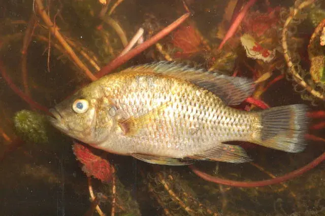 The Sargochromis card