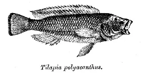 La carte Orthochromis