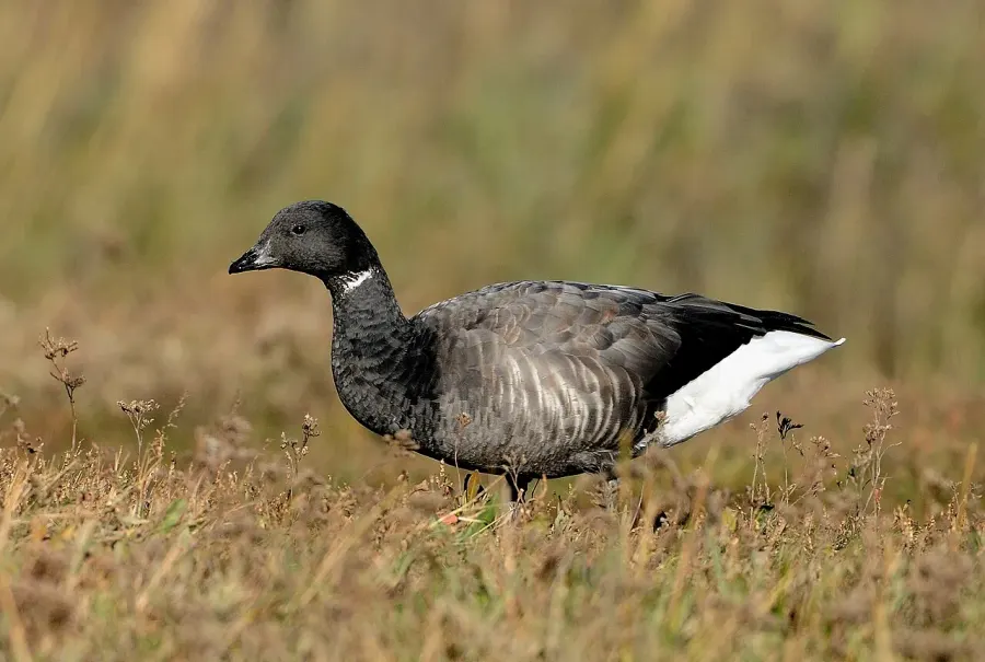 The Brant card