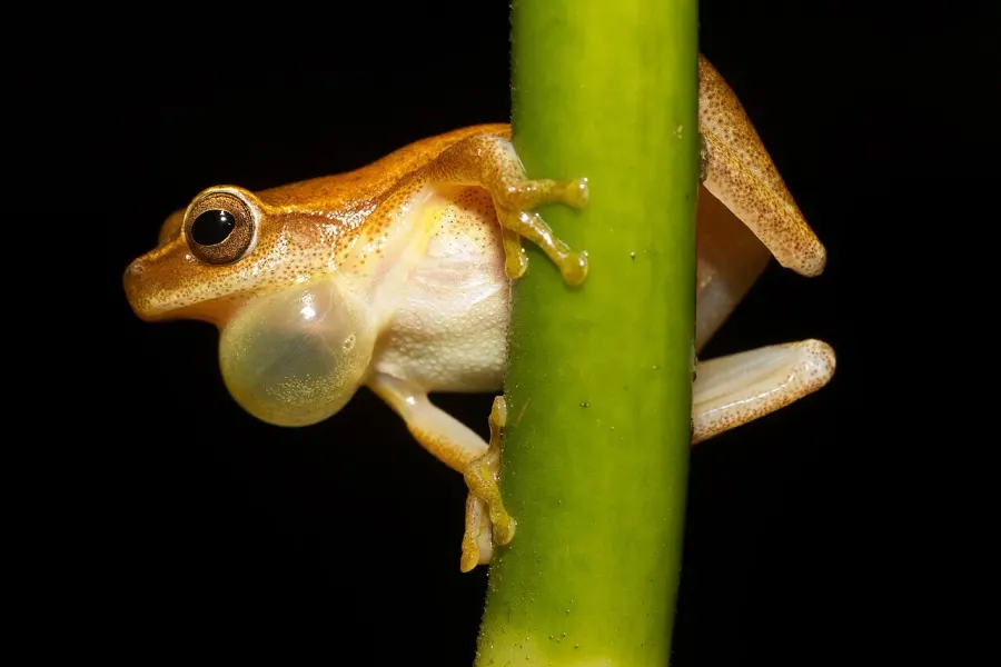 The Dendropsophus microcephalus card