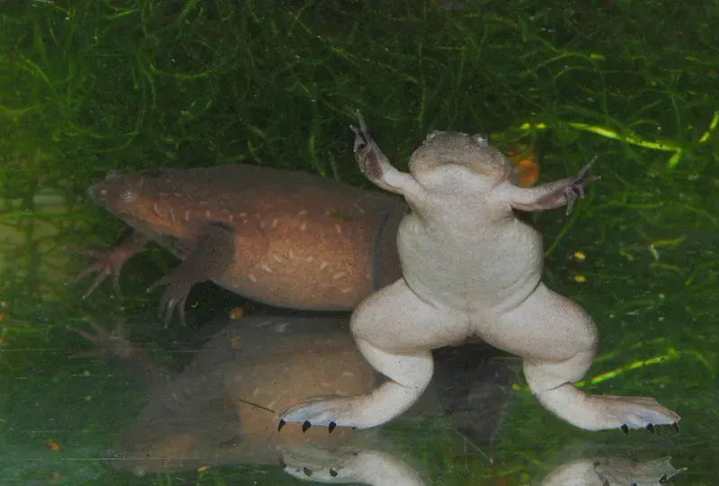 The Western clawed frog card