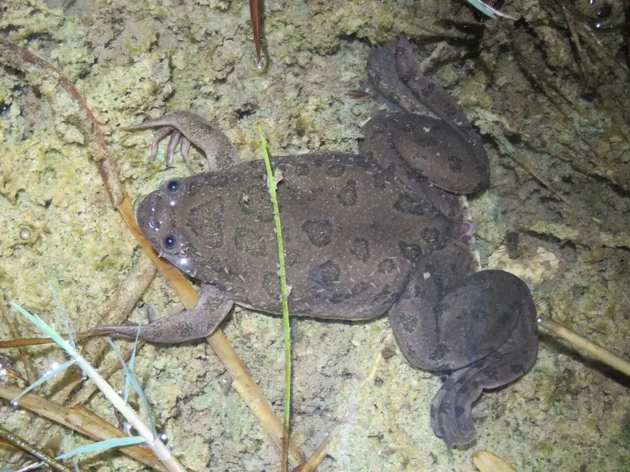 La carte Xenopus muelleri