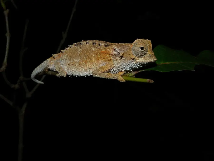 The Brookesia decaryi card