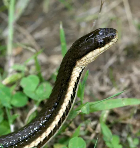The Queen snake card