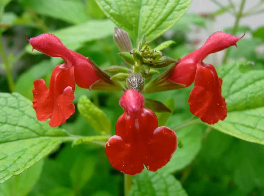 The Salvia microphylla card