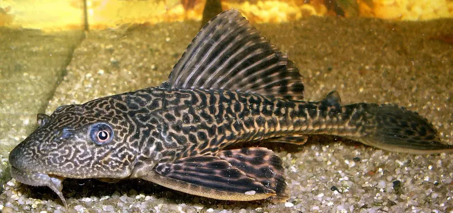 The Pterygoplichthys multiradiatus card