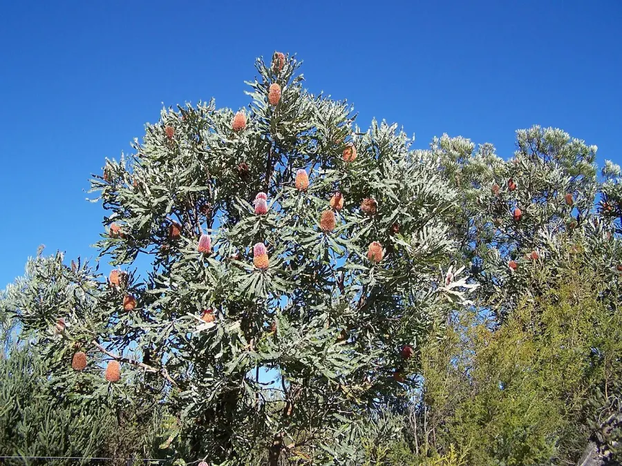The Banksia menziesii card
