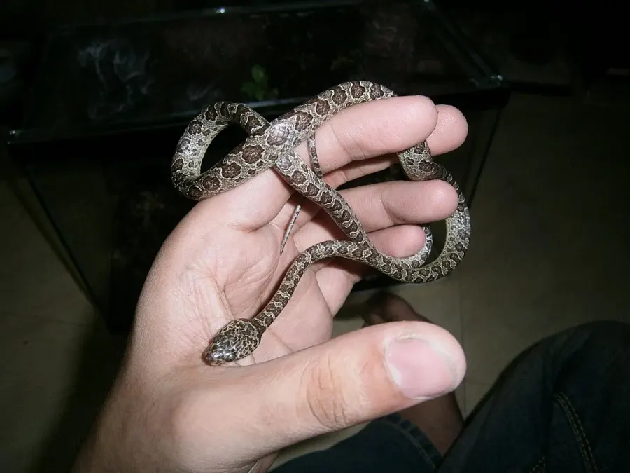 The Boiga multomaculata card