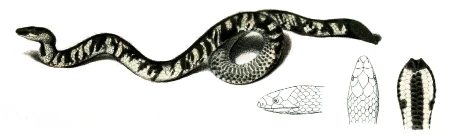 The Uropeltis card