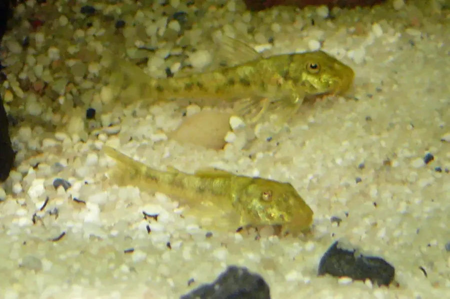 The Parotocinclus card