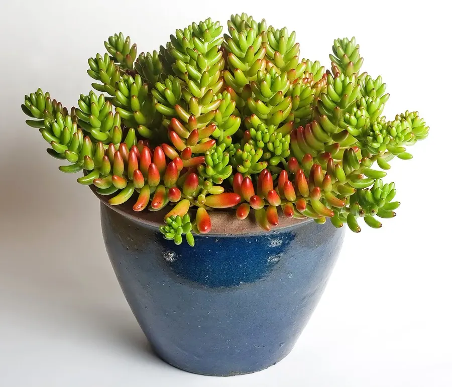 La carte Sedum rubrotinctum