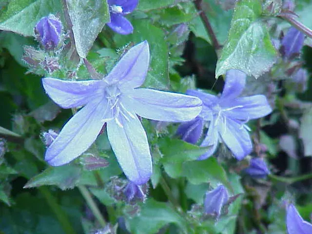La carte Campanula poscharskyana