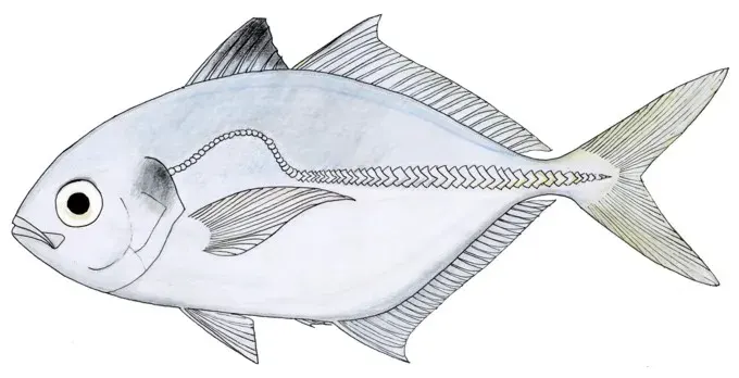 The Blackfin scad card