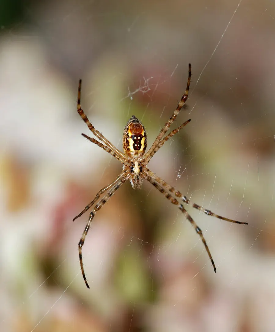 La carte Argiope trifasciata