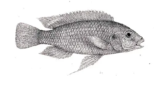 The Gephyrochromis card