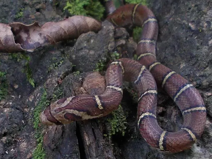 The Oligodon albocinctus card