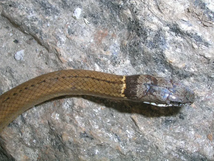The Sibynophis card