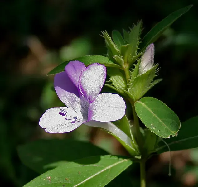 The Barleria cristata card
