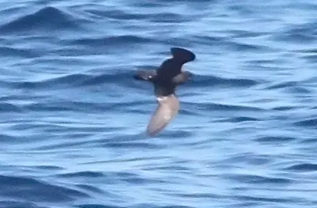 The Least storm petrel card