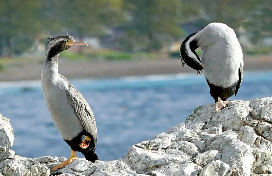 La carte Cormoran moucheté