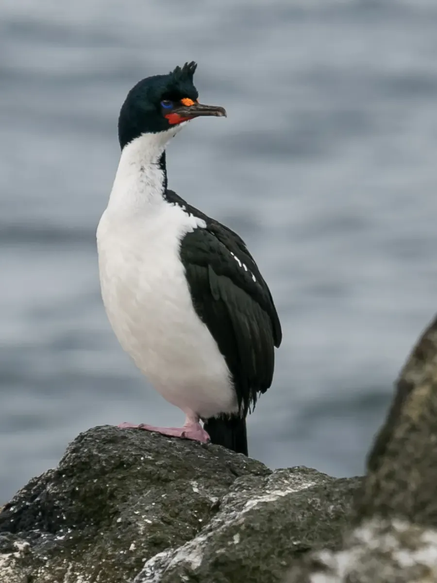 The Chatham Islands shag card