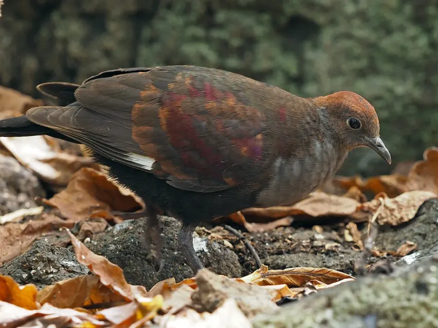 The Marquesan ground dove card