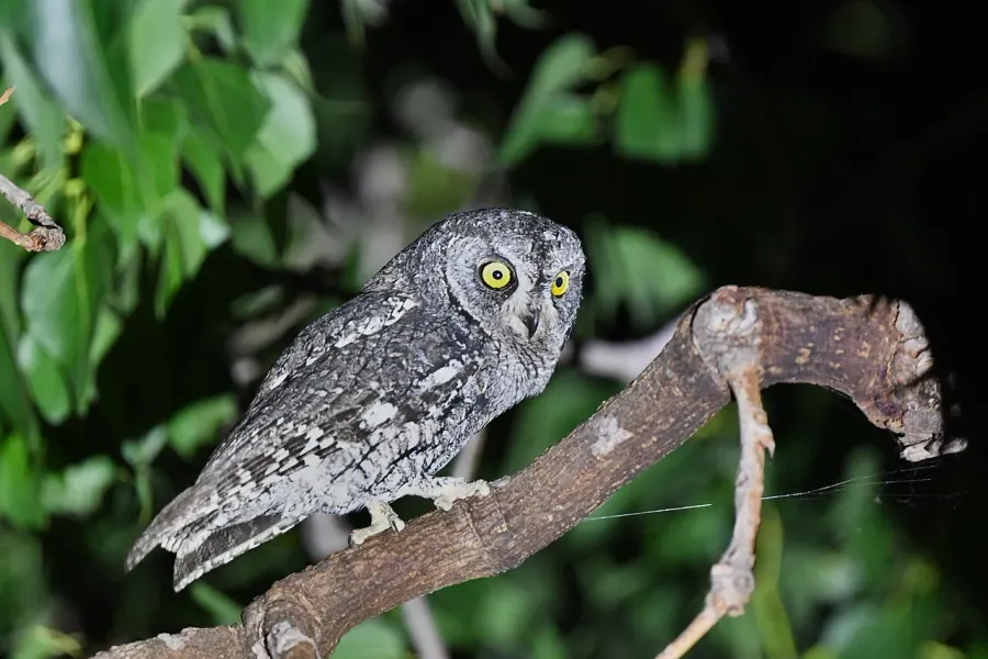 The Cyprus scops owl card